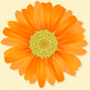 orange-gerbera