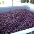 Grapes waiting to be crushed.